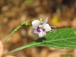 Nilgirianthus ciliatus flower4.jpg